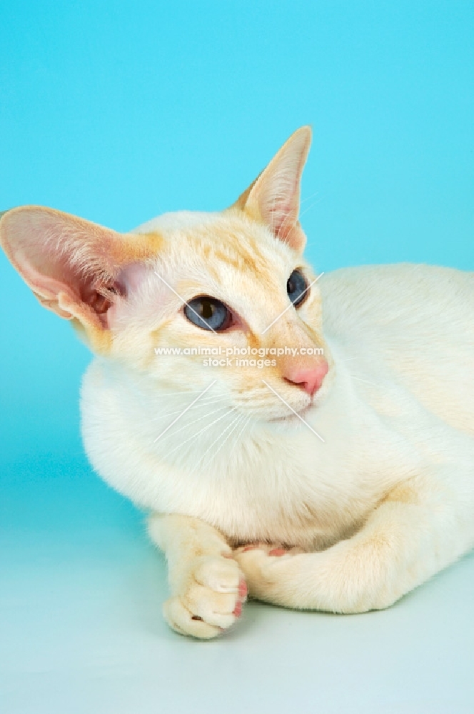 red point siamese cat portrait