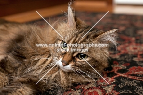 Domestic longhair cat at home, lying on carpet