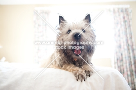 Shaggy wheaten Cairn terrier lying on bed, yawning and stretching.