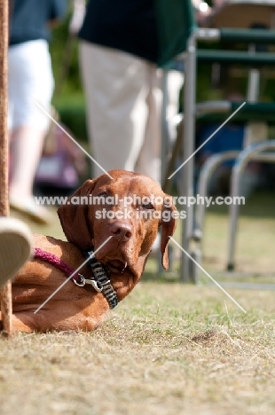 Hungarian Vizsla resting