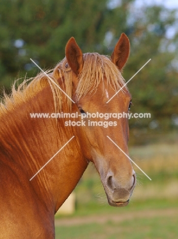 Suffolk Punch portrait