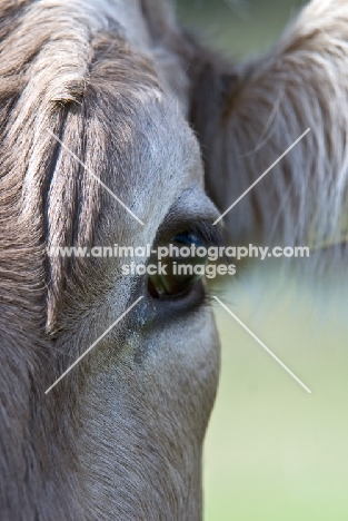 Brown Swiss cow, eye close up