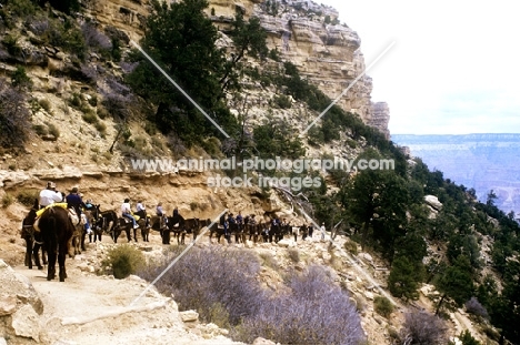 mule ride on bright angel trail grand canyon