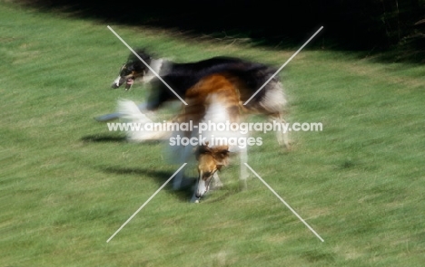 two borzoi dogs playing on grass