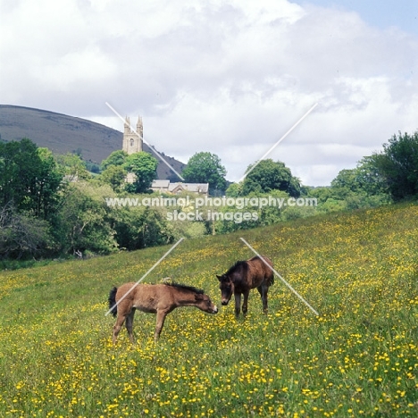 two Dartmoor foals in field at Widecome in the Moor