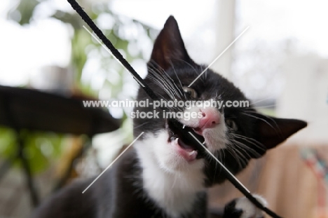 black and white kitten biting string
