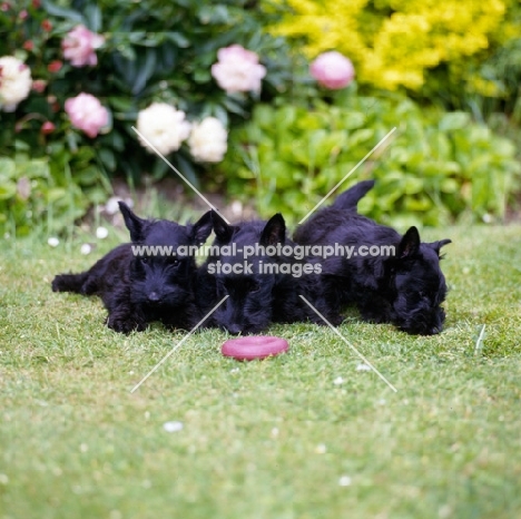 three scottish terrier puppies laying on grass