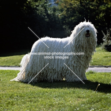 champion komondor standing on grass