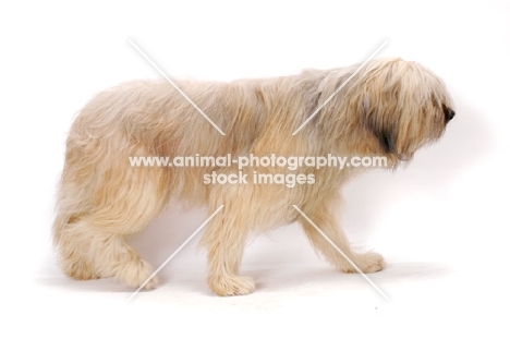 Australian Champion Briard side view on white background