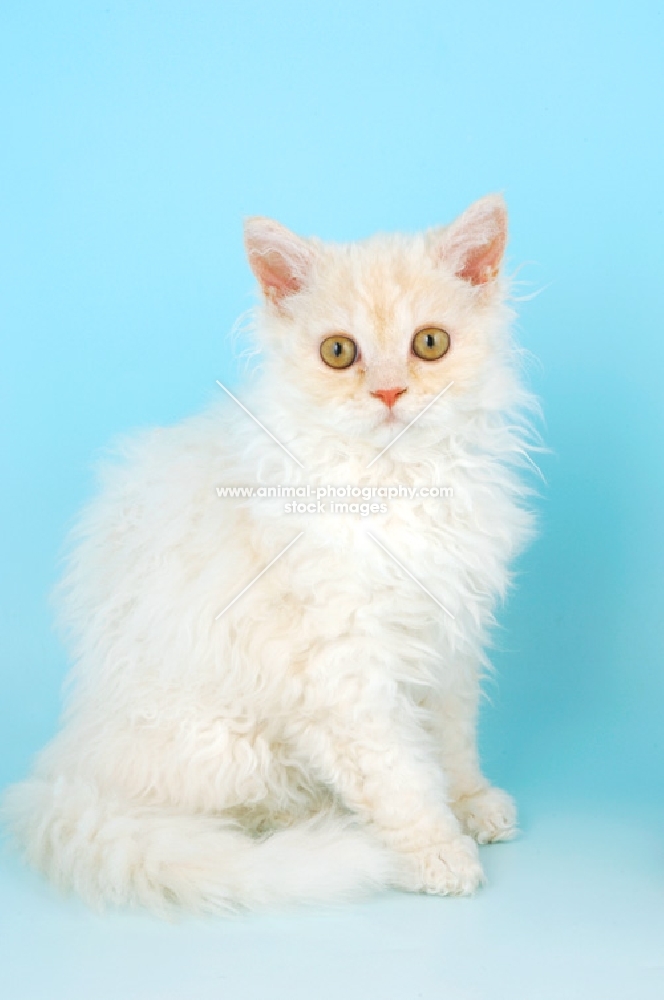 selkirk rex kitten looking at camera