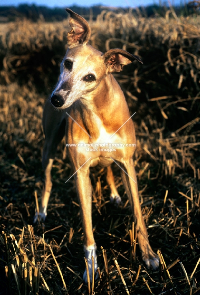 lurcher in a stubble field