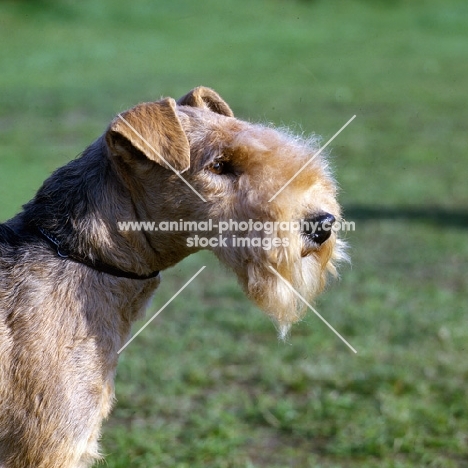 lakeland terrier, show trim, head head study