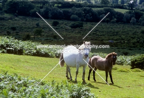 grey dartmoor mare with her foal