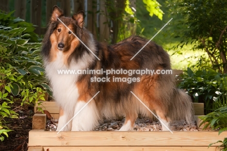 Rough Collie in garden