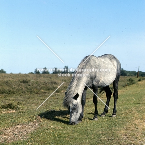 new forest mare grazing on sparce grass in the new forest