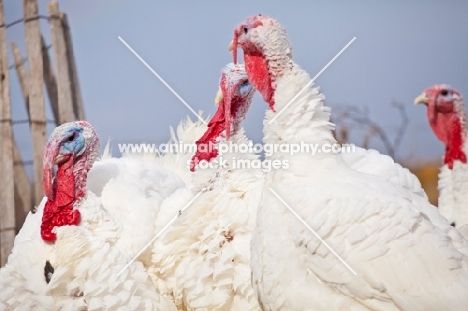 turkeys togerher