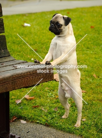 fawn Pug leaning on park bench