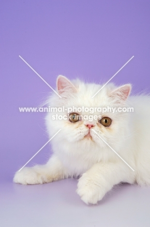 Persian kitten on light purple background
