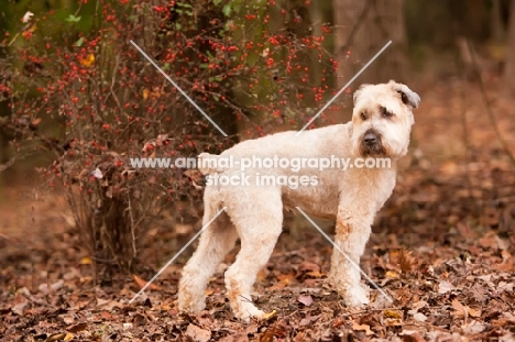 Soft Coated Wheaten Terrier in autumn