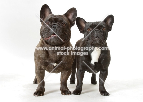 French Bulldogs, right: Australian Champion Pennywise Fontine