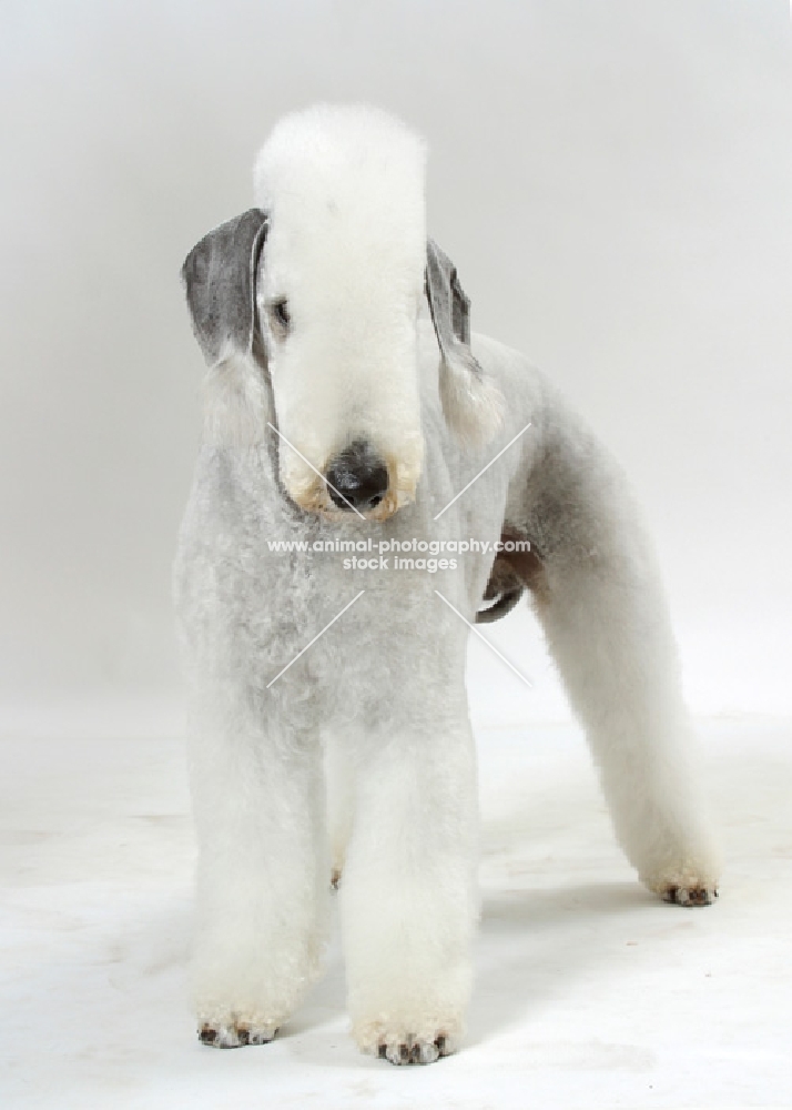 Bedlington Terrier, standing on white background