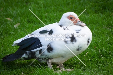 Muscovy duck on grass