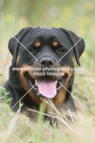 Rottweiler portrait