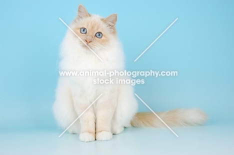 cute cream point birman cat