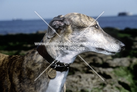 ex racing greyhound wearing hound collar and name tag
