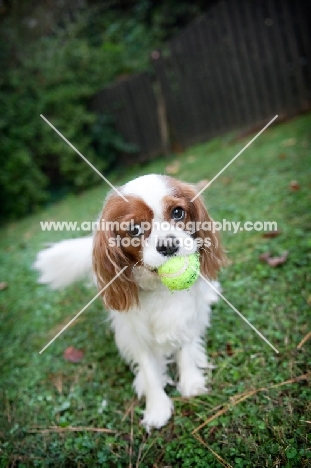 cavalier king charles holding tennis ball in mouth