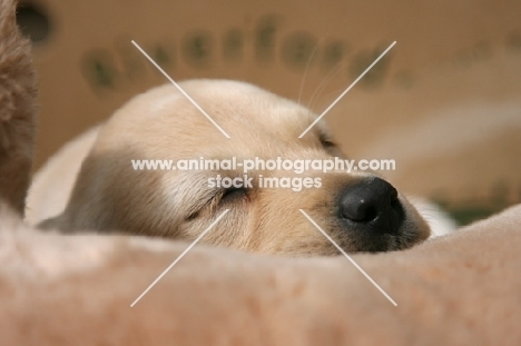 cream Labrador Retriever puppy