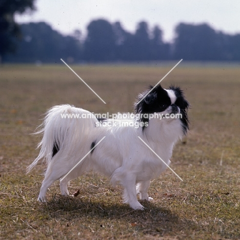side view of japanese chin