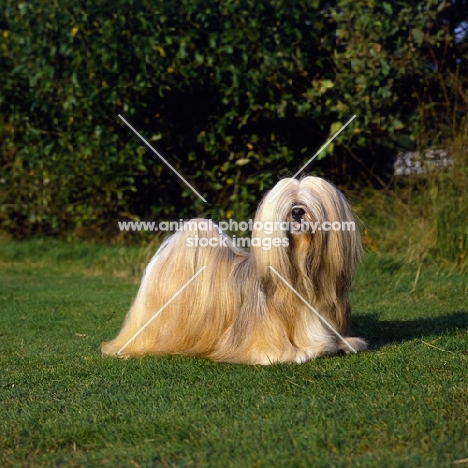ch saxonsprings fresno,  famous lhasa apso, dear fressi looking beautiful