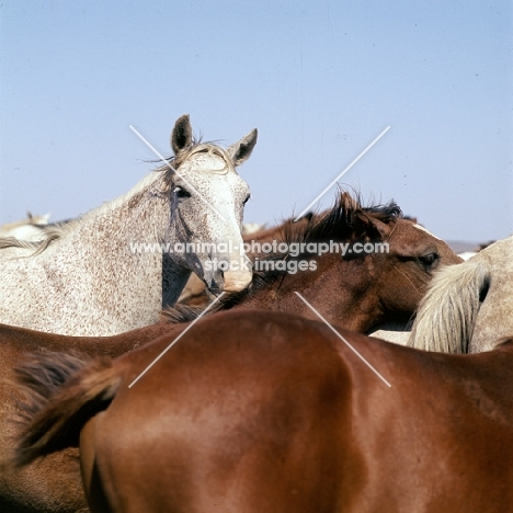 close up of tersk mares at stavropol stud, russia