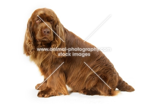 Australian Champion Golden Liver Sussex Spaniel, sitting down