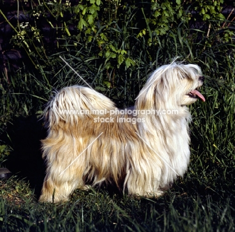 tibetan terrier standing 