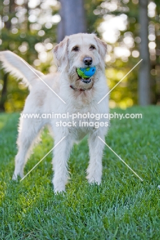Goldendoodle with toy