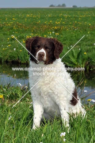 brown and white Wetterhound near water