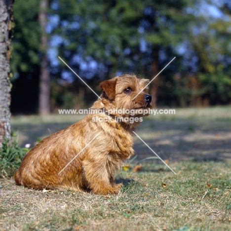 norfolk terrier, ch nanfan caper sitting