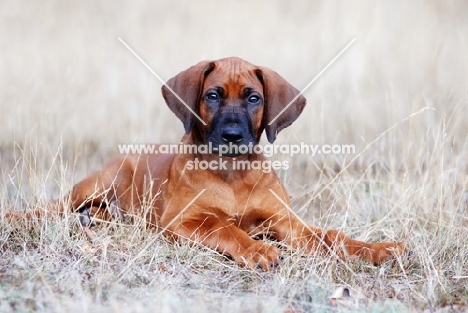 Rhodesian Ridgeback puppy