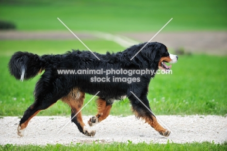 Bernese Mountain Dog walking