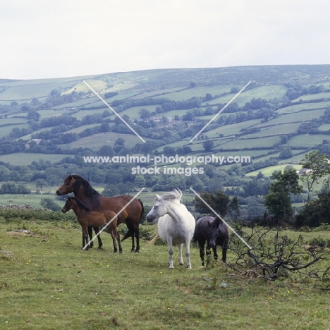 dartmoor mares and foals on the moor