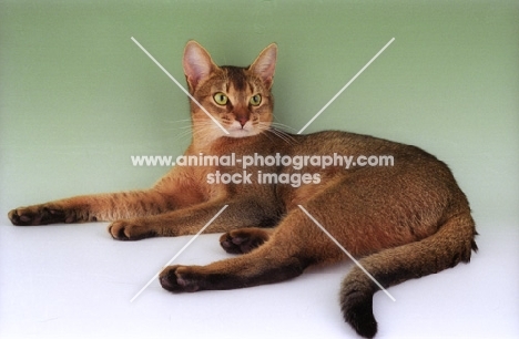 ruddy abyssinian lying on green background