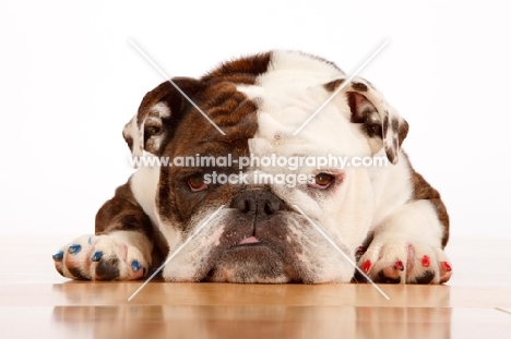 English Bulldog lying down on floor, wearing nail polish 