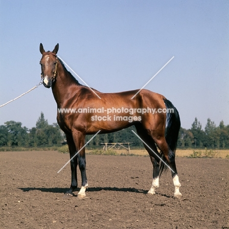 amulet, akhal teke,full body 