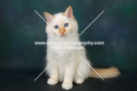 red point birman kitten