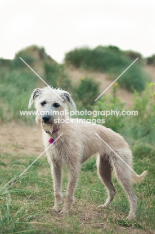 Lurcher