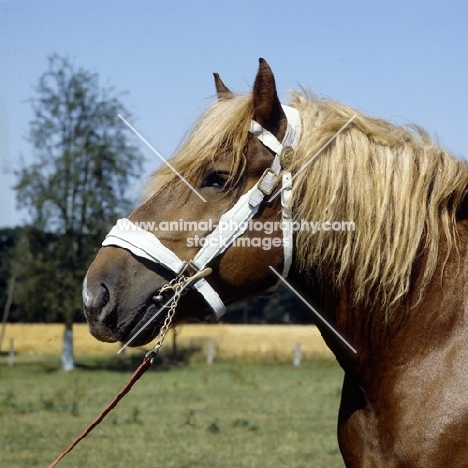 torant, westphalian cold blood head study