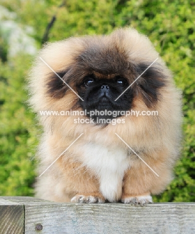 Pekingese puppy