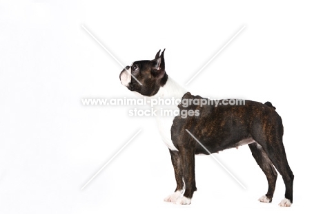 Boston Terrier on white background, looking ahead